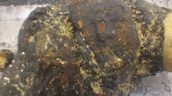 Media type: image;   Invertebrate Zoology 153104 Description: live specimen;